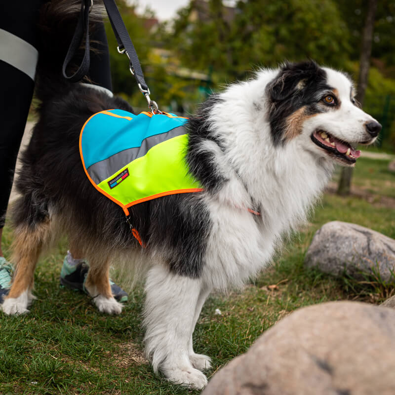 Hunde Warnwesten Hundeweste Leuchtweste rot gelb blau schöne Warnweste Bunter Hund Signalweste Turnbeutel reflex neon fair Bielefeld Hundeaccessoires